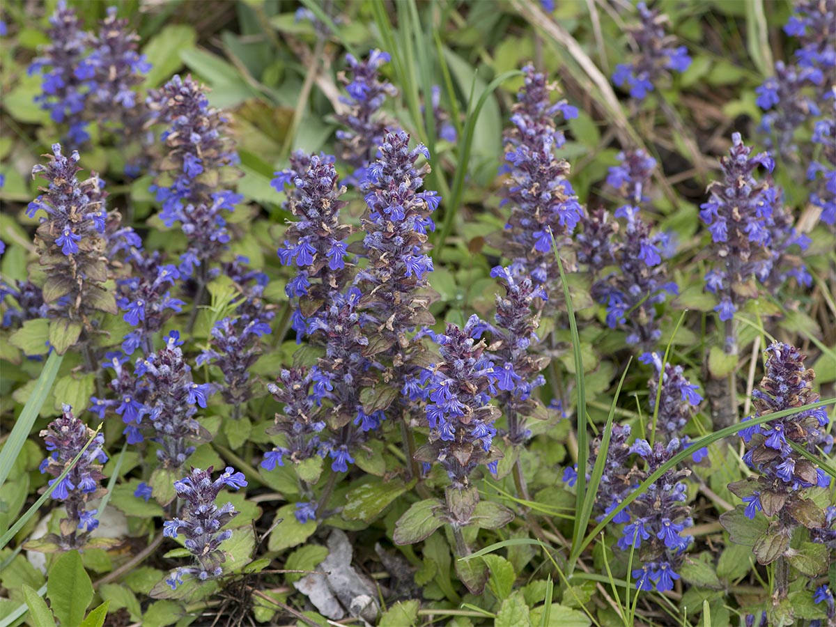 Ajuga reptans